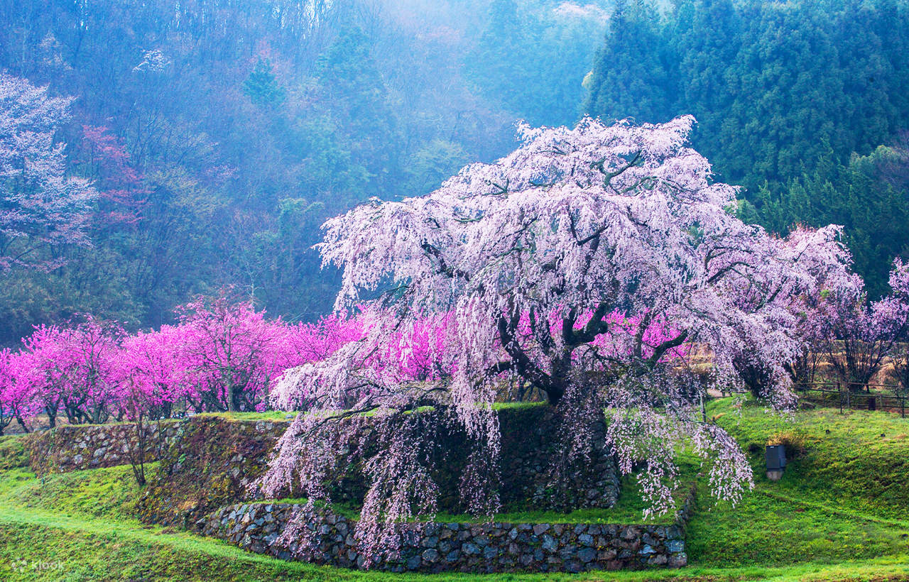 One-day tour of Osaka Tsubosaka-dera Temple, Matabei Sakura, Nara