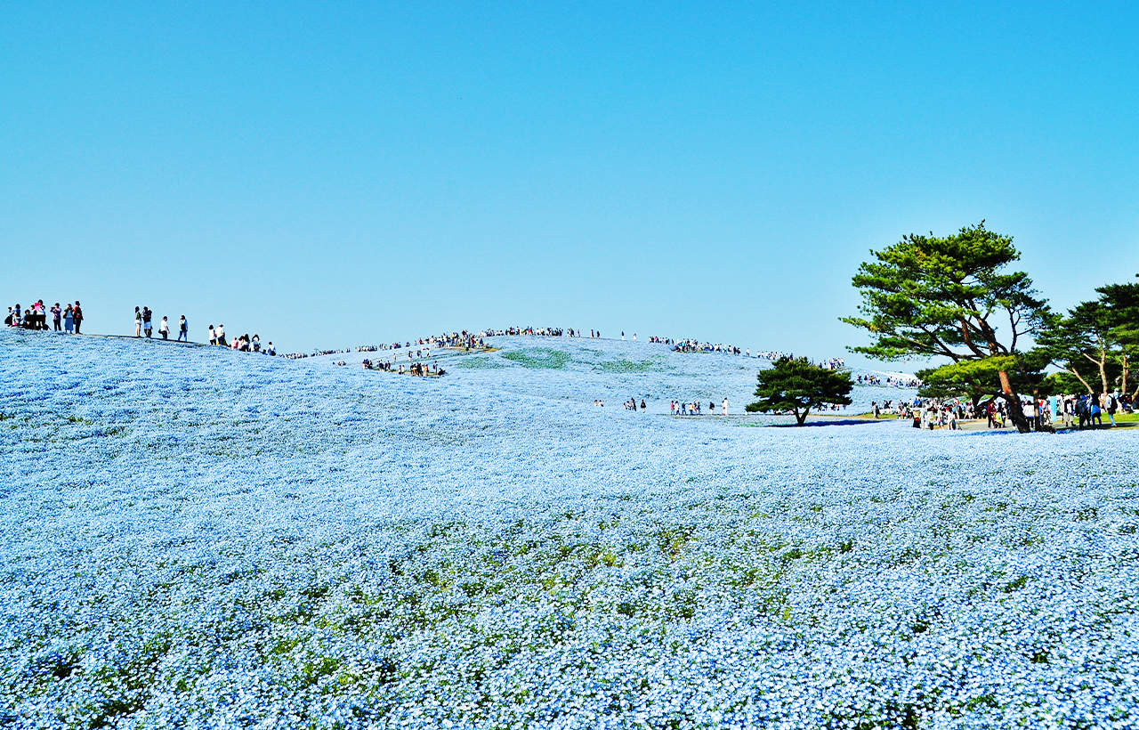 大洗磯前神社＆那珂凑海鮮市場＆国营常陆海滨公园花海一日游丨东京出发