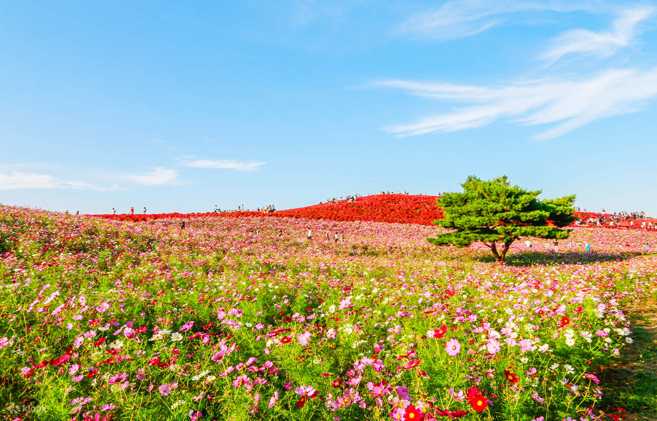 大洗磯前神社＆那珂凑海鮮市場＆国营常陆海滨公园花海一日游丨东京出发