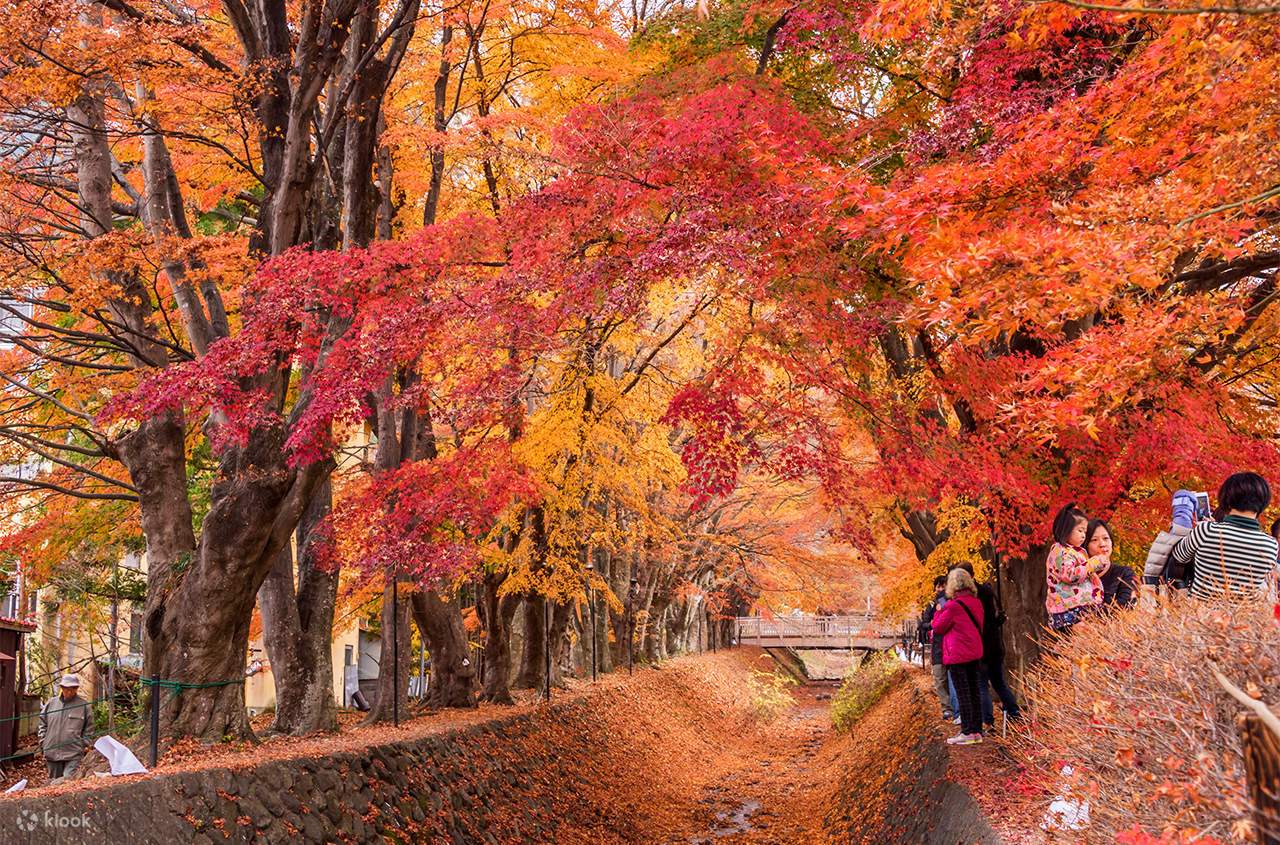 [Seasonal Limited] Mt. Fuji Day Trip | Arakurayama Sengen Park, Mt ...