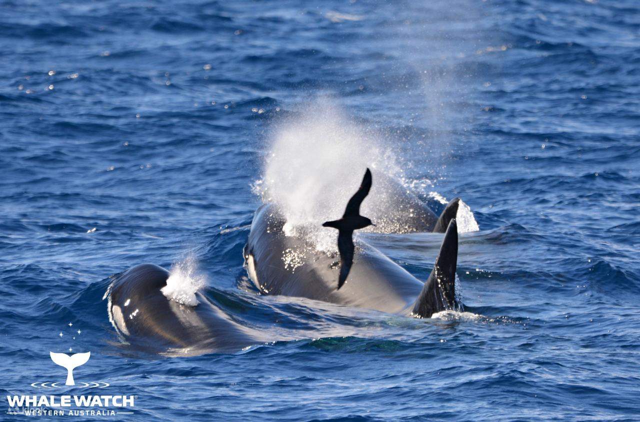 Bremer Bay: osservazione delle balene a Perth