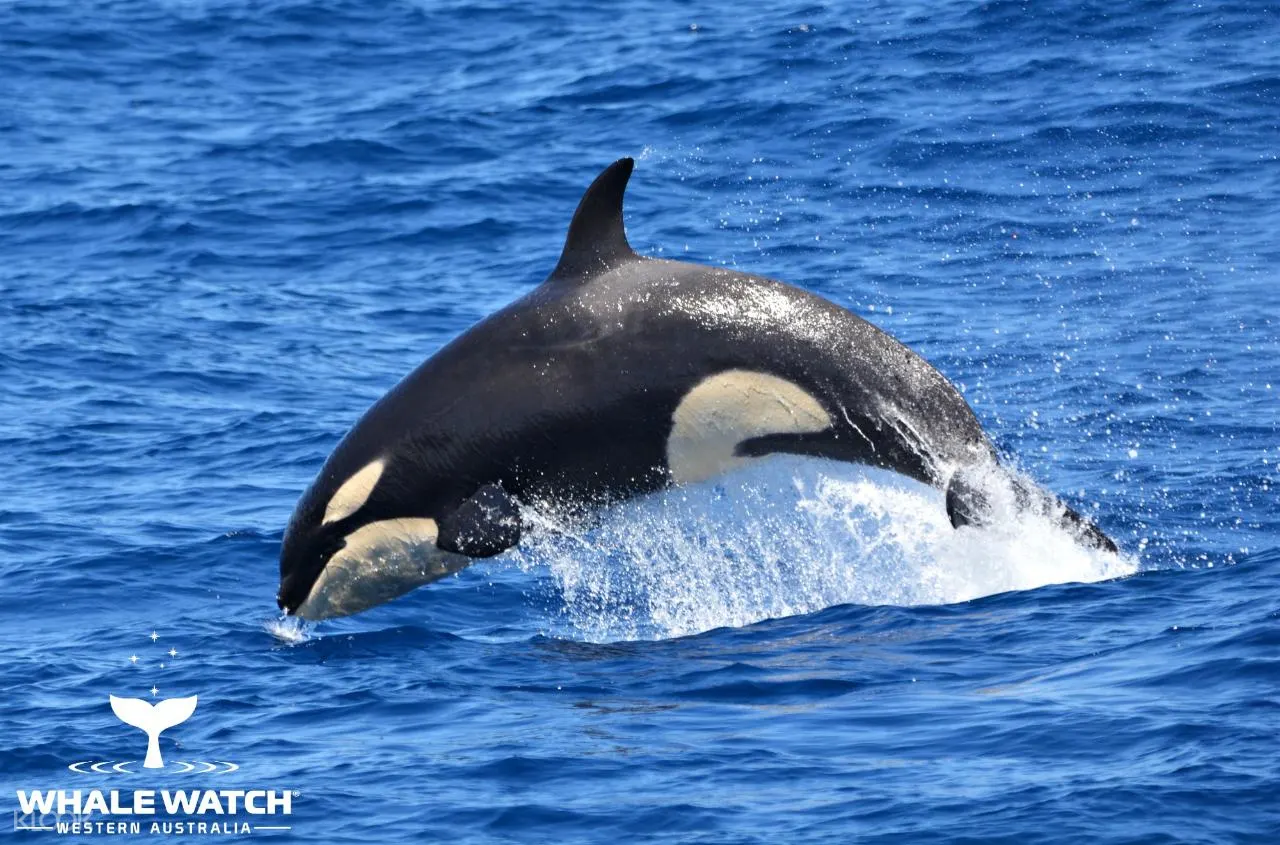 Bremer Bay Orca Trip Dari Perth - Klook Indonesia