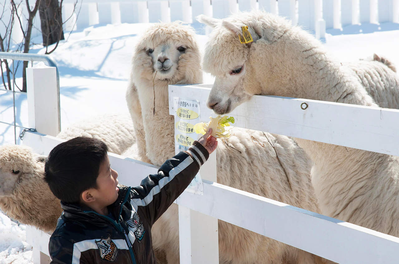 Tur Satu Hari Teras Elf Biei Aoike Kebun Binatang Hokkaido - Klook ...