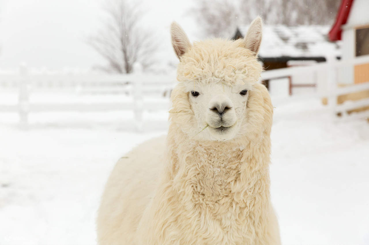 Tur Satu Hari Teras Elf Biei Aoike Kebun Binatang Hokkaido - Klook ...