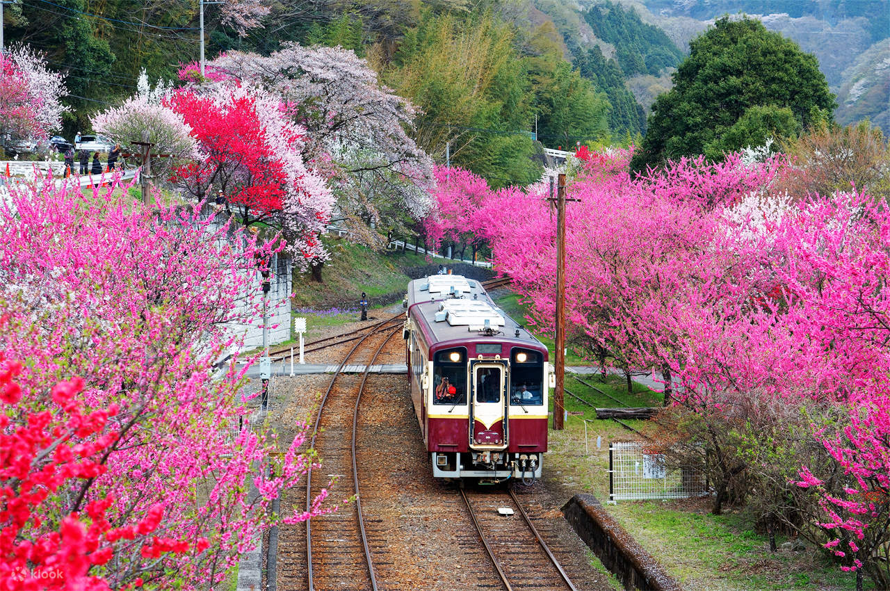桜の季節限定！渡良瀬川渓谷さくら列車、リトルナイトメア・フラワー
