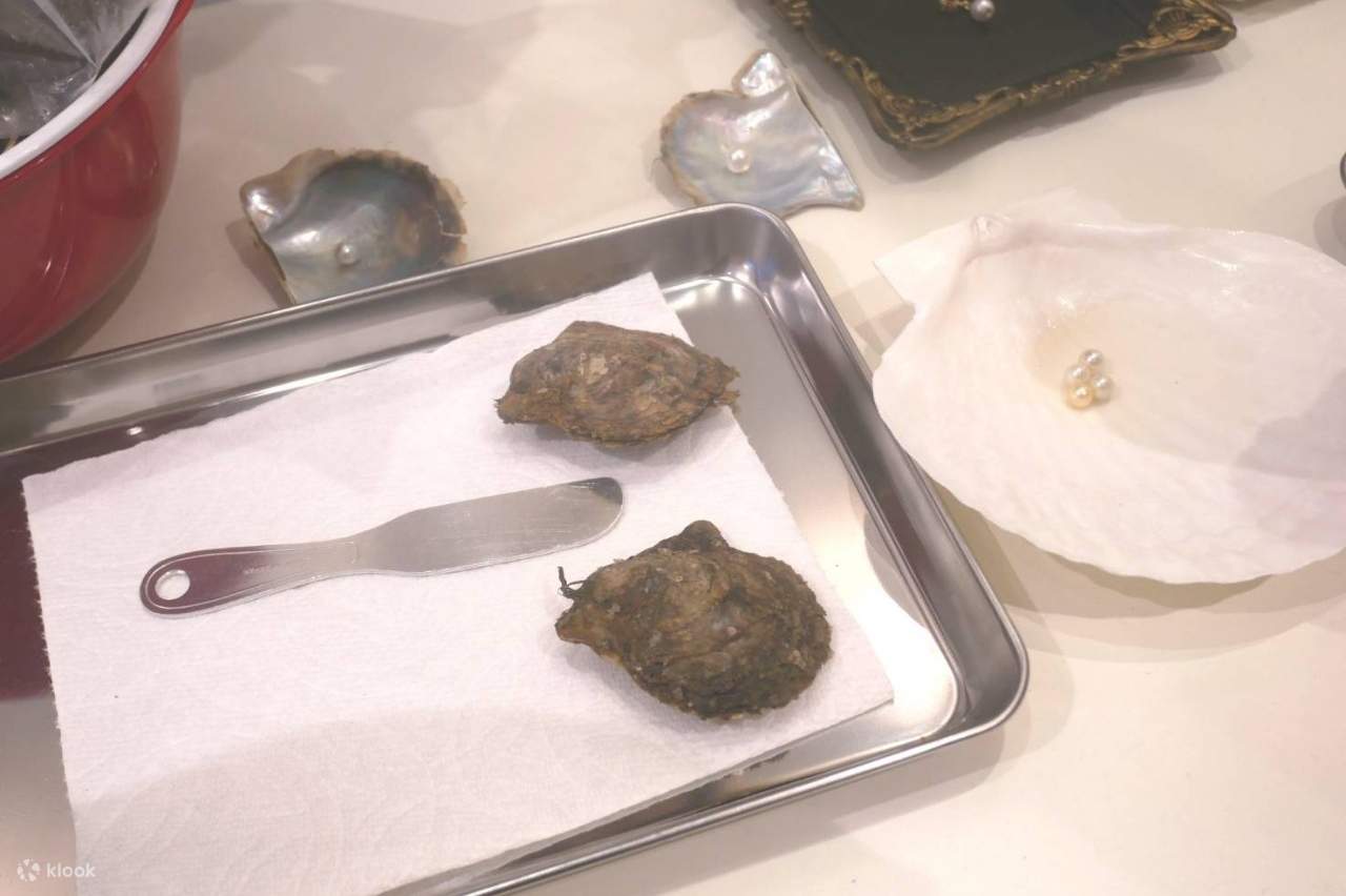Experience extracting pearls from Akoya oysters (Osaka) Klook Malaysia
