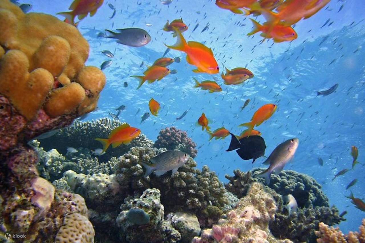 Aventure guidée d'une demi-journée à Ras Mohamed en bus - Sharm El Sheikh