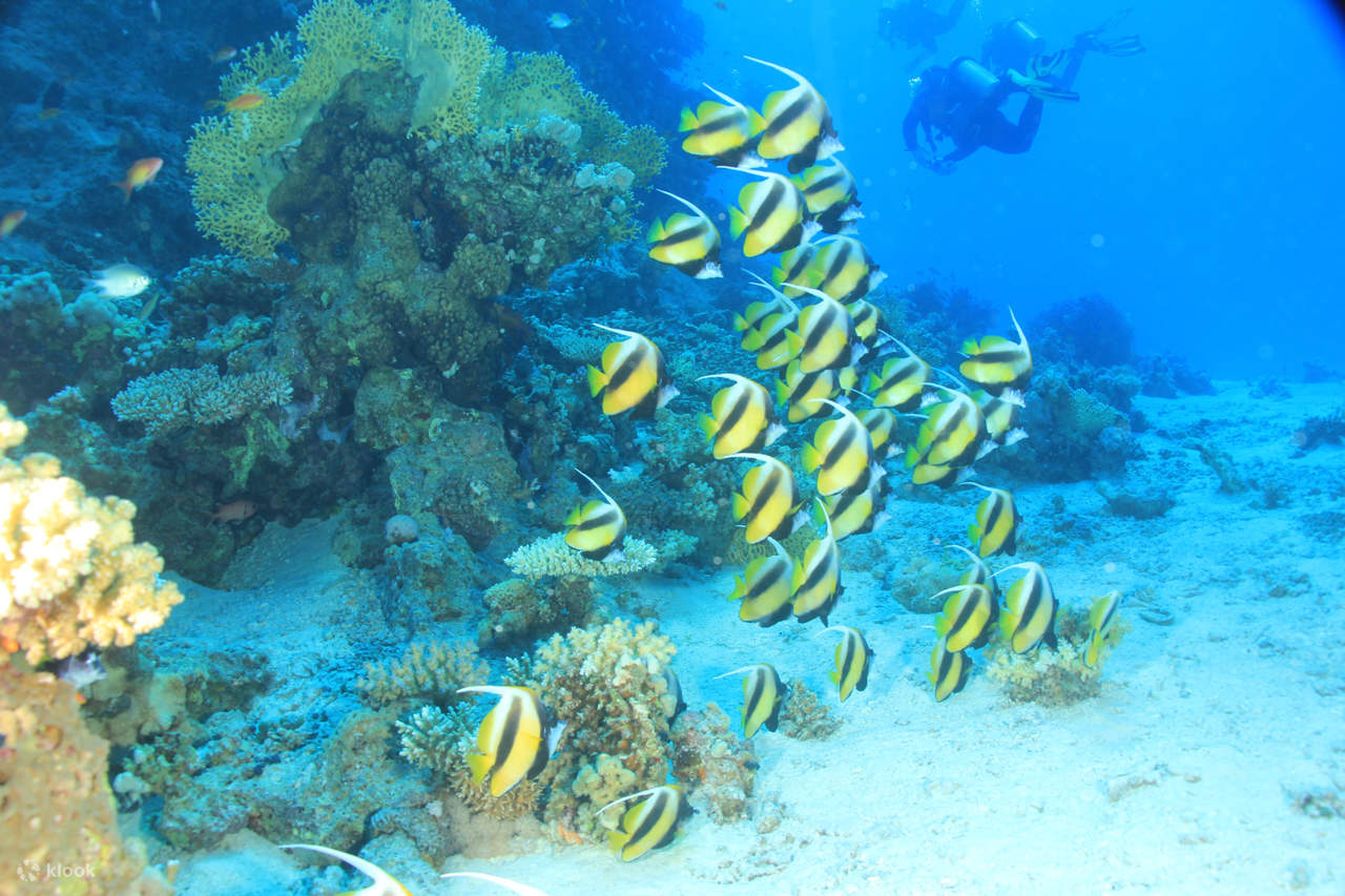 Dolphin House: Chuyến đi biển lặn ống thở thú vị & đưa đón – Marsa Alam