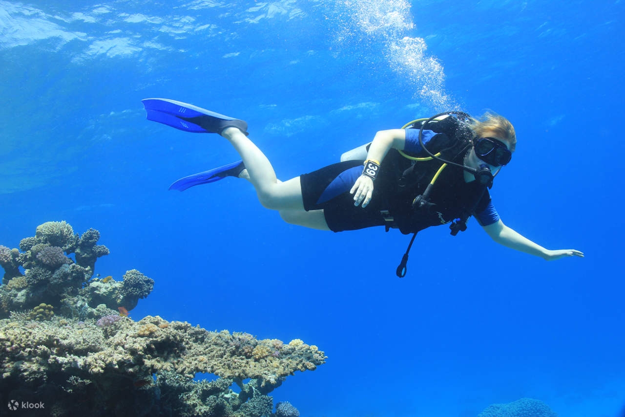 Pengembaraan Menyelam Skuba Profesional dengan Makan Tengah Hari – Sharm El Sheikh