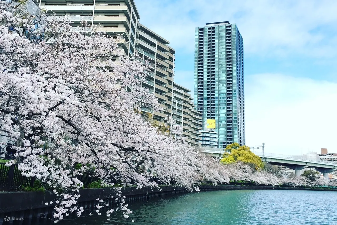 樱花城市巡游