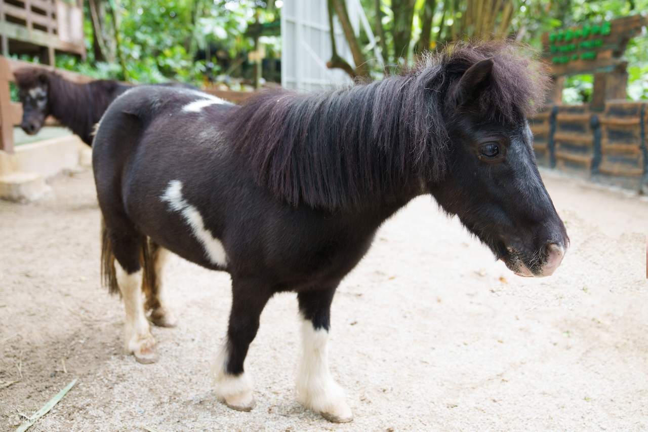 Билет в Farm In The City 