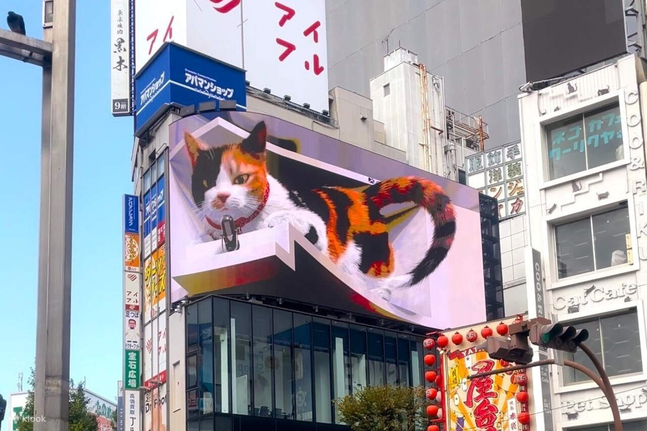 고토쿠지 고양이 사원, 신주쿠 고양이 카페 및 3D 고양이 투어(도쿄) - 클룩 Klook 한국