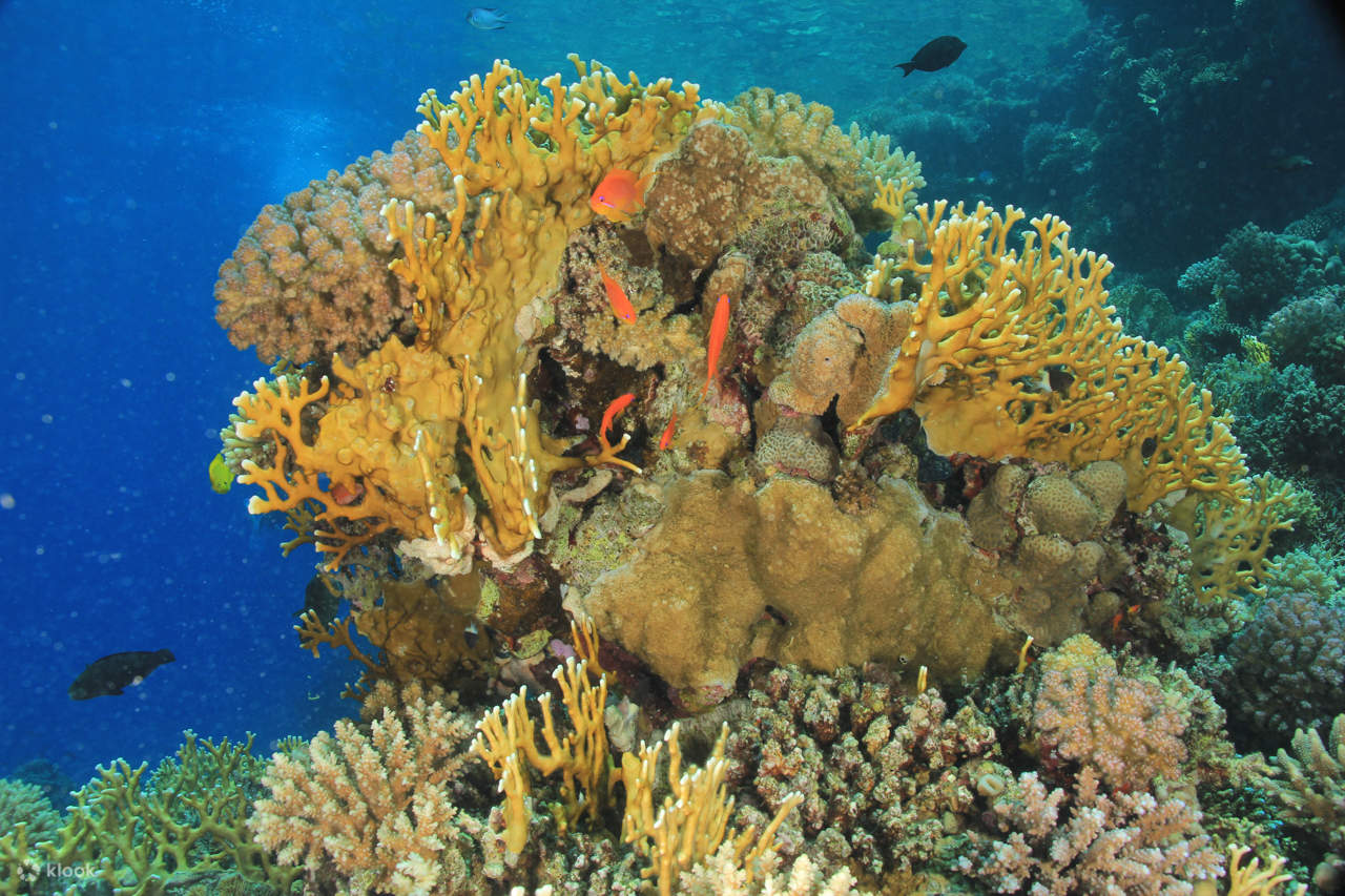 Chuyến Đi Biển Lặn Ống Thở Đầy Thú Vị Đến Dolphin House & Đưa Đón – Marsa Alam