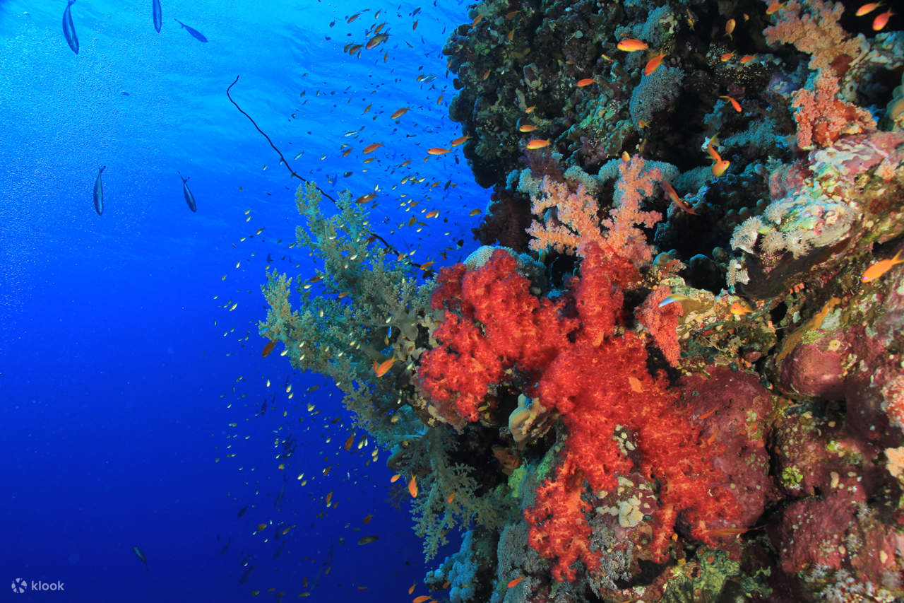 Pengembaraan Menyelam Skuba Profesional dengan Makan Tengah Hari – Sharm El Sheikh