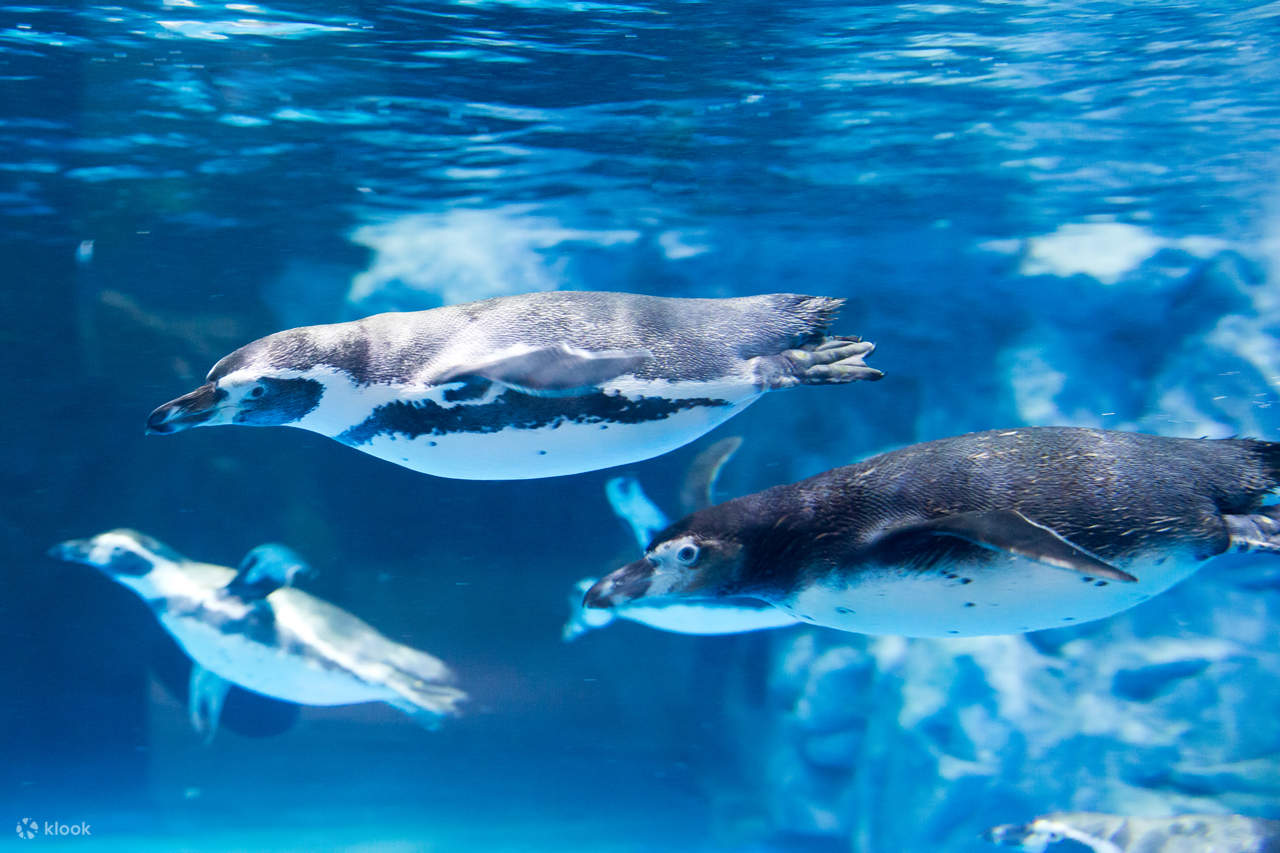 樂天世界水族館 - 企鵝游泳