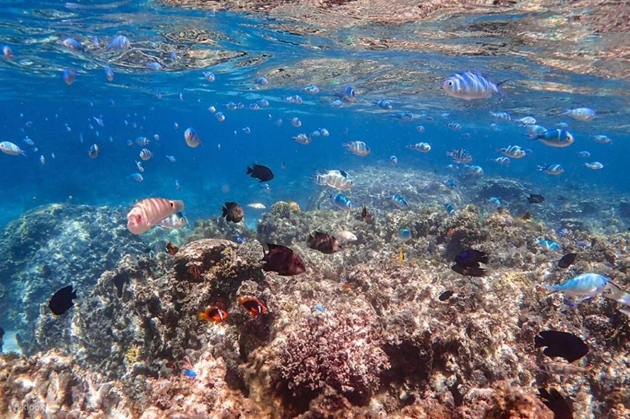 [이시가키섬/당일] 환상의 섬 & 푸른 동굴 스노클링★퍼펙트 스노클링 팩