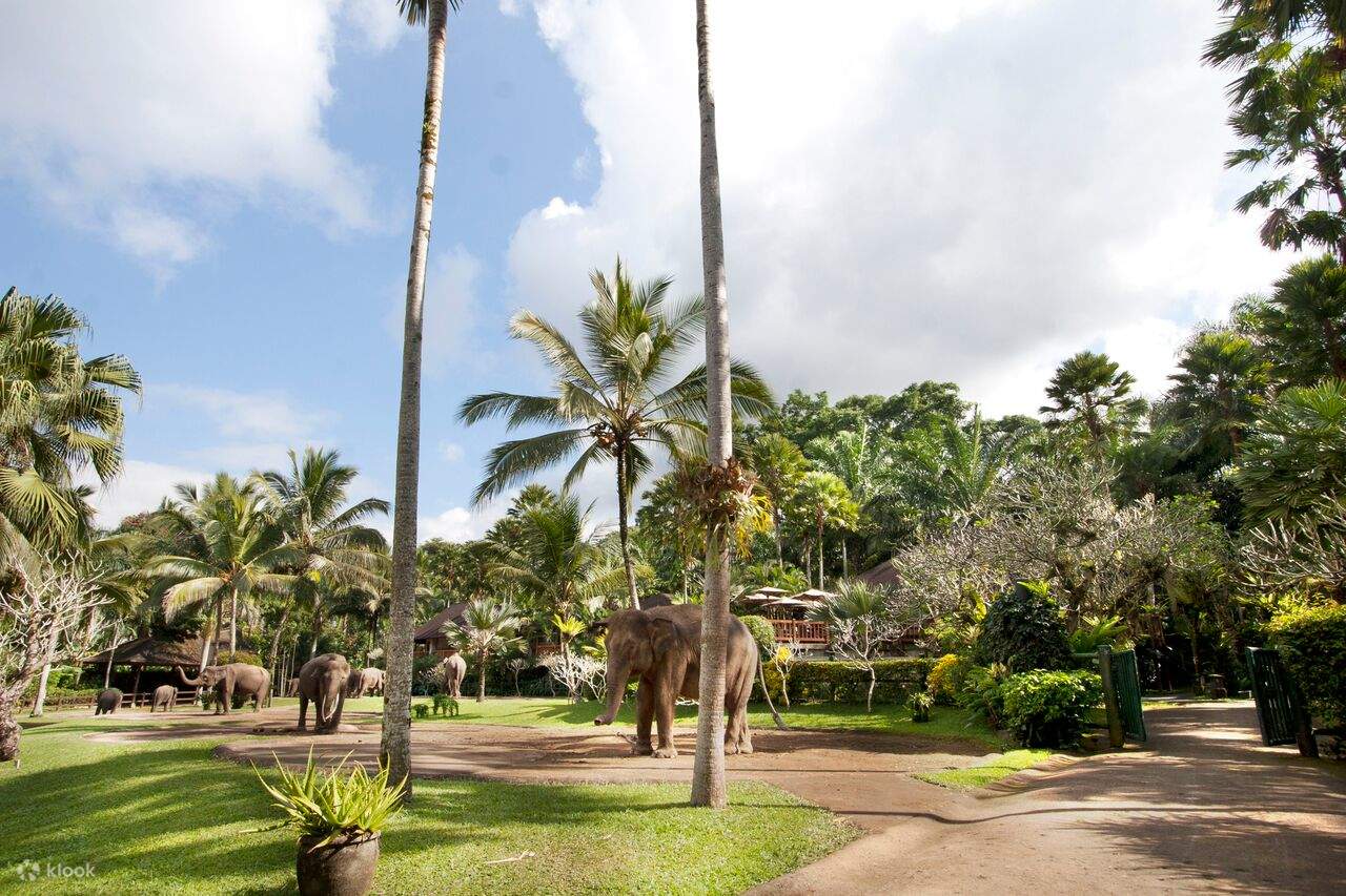 elephants in bali