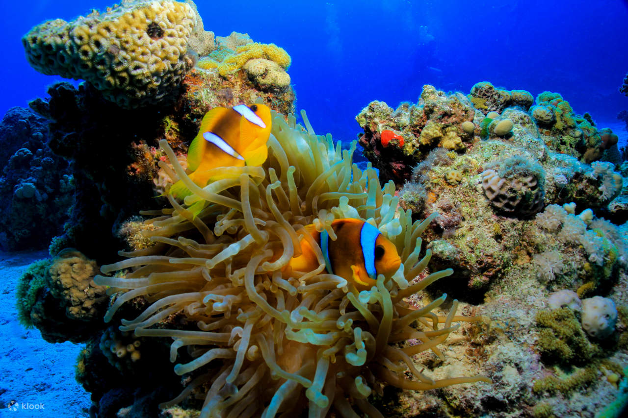 Pengembaraan Menyelam Skuba Profesional dengan Makan Tengah Hari – Sharm El Sheikh