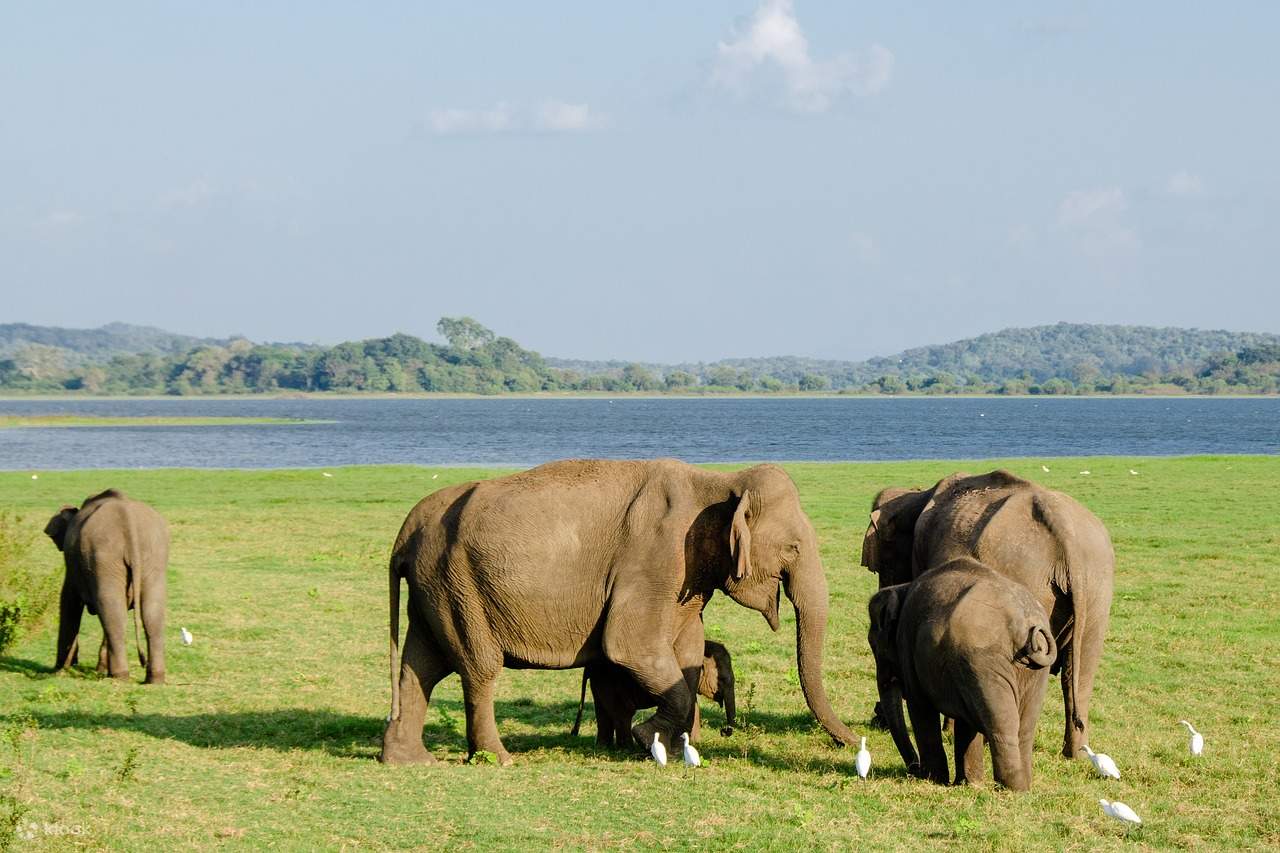 Éléphants au parc national de Minneriya