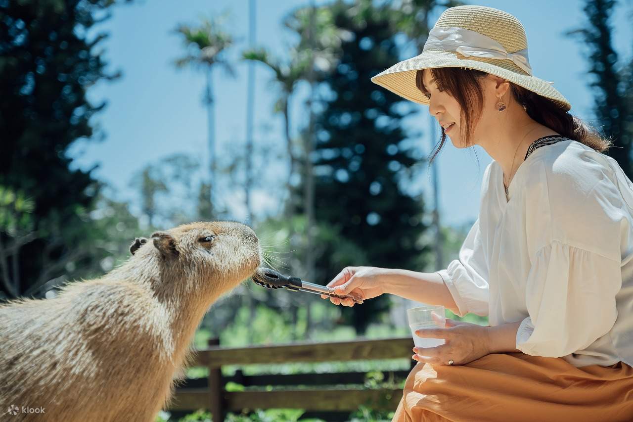 美らヤシパークオキナワ 東南植物楽園 Eチケットの予約 | KLOOK