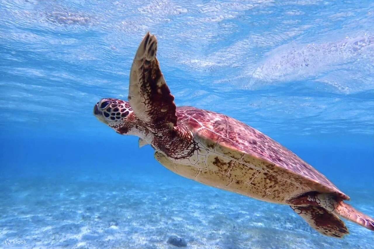 [이시가키섬/당일] 환상의 섬 & 푸른 동굴 스노클링★퍼펙트 스노클링 팩