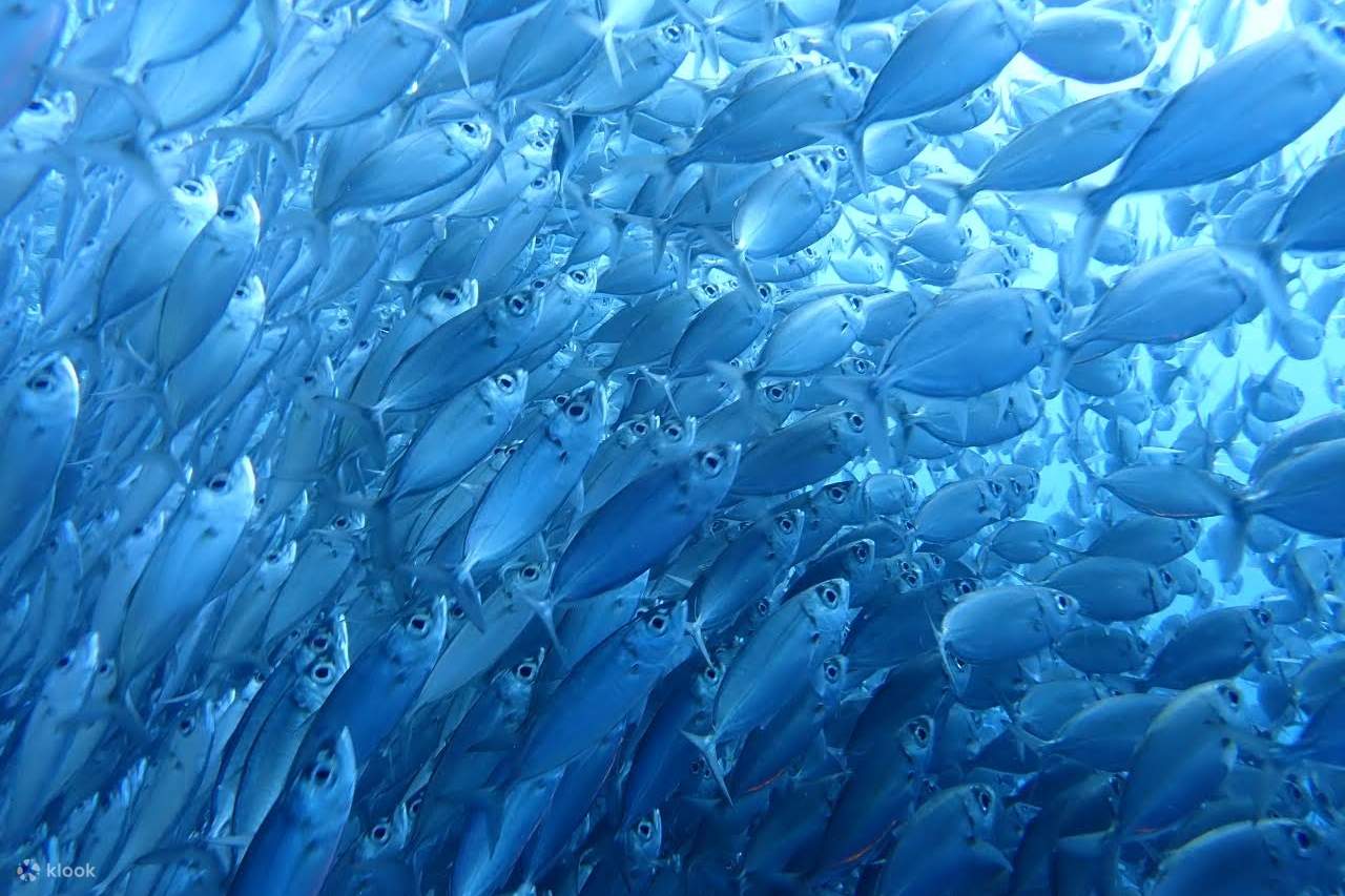 Nhìn xuống biển, bạn sẽ thấy một đàn cá mòi lớn lấp lánh và tạo thành một vòng xoáy!