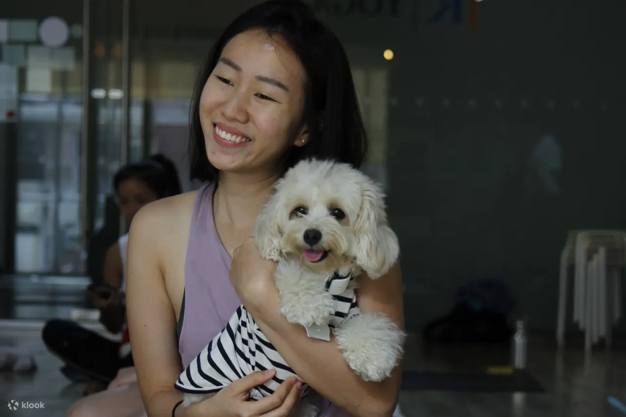 新加坡的幼犬瑜伽