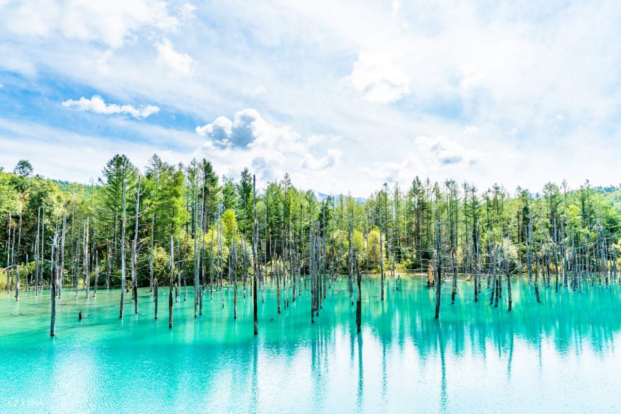 Furano & Biei Blue Pond & Shikisai-no-oka Day Tour - Klook