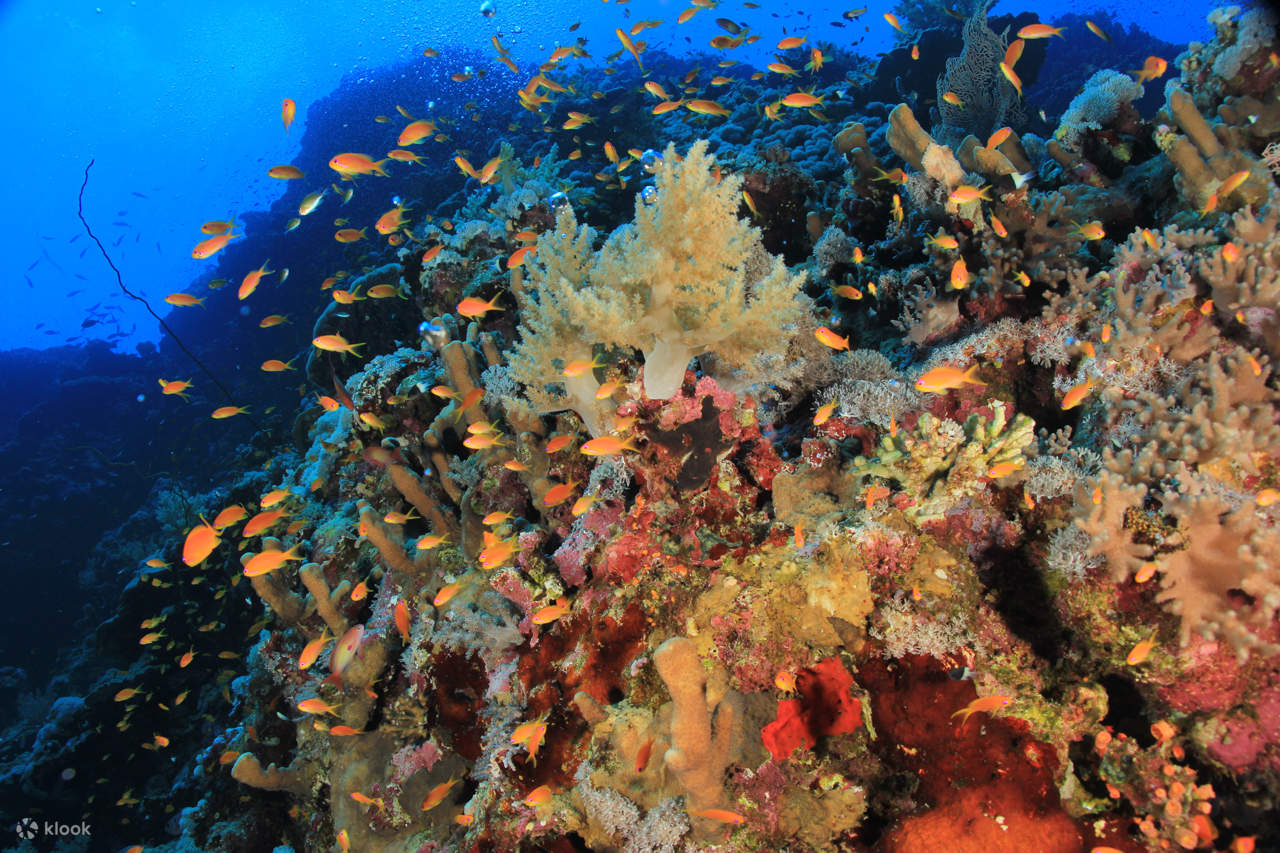 Selam Skuba untuk Pemula dengan Pemandu Pakar & Makan Tengah Hari – Sharm El Sheikh