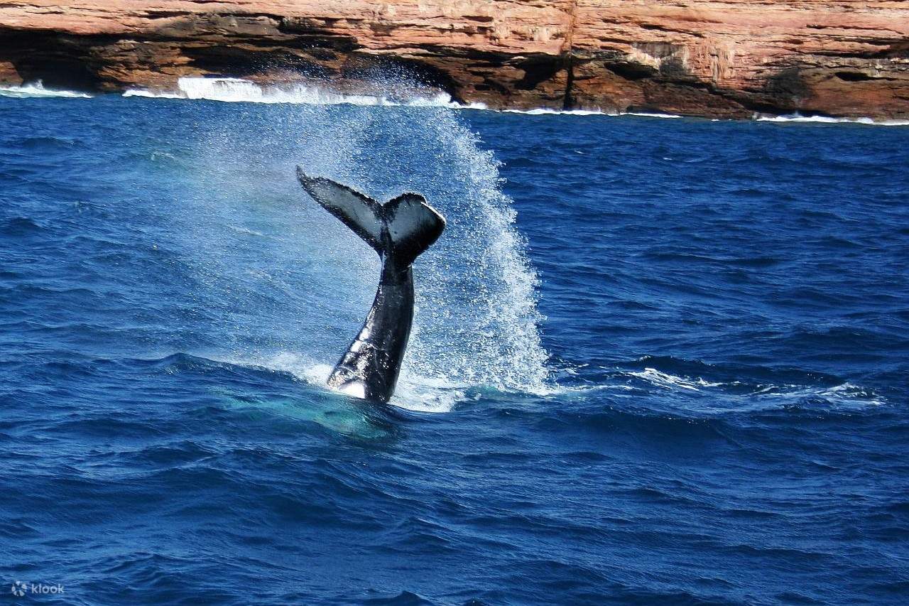Migration des baleines