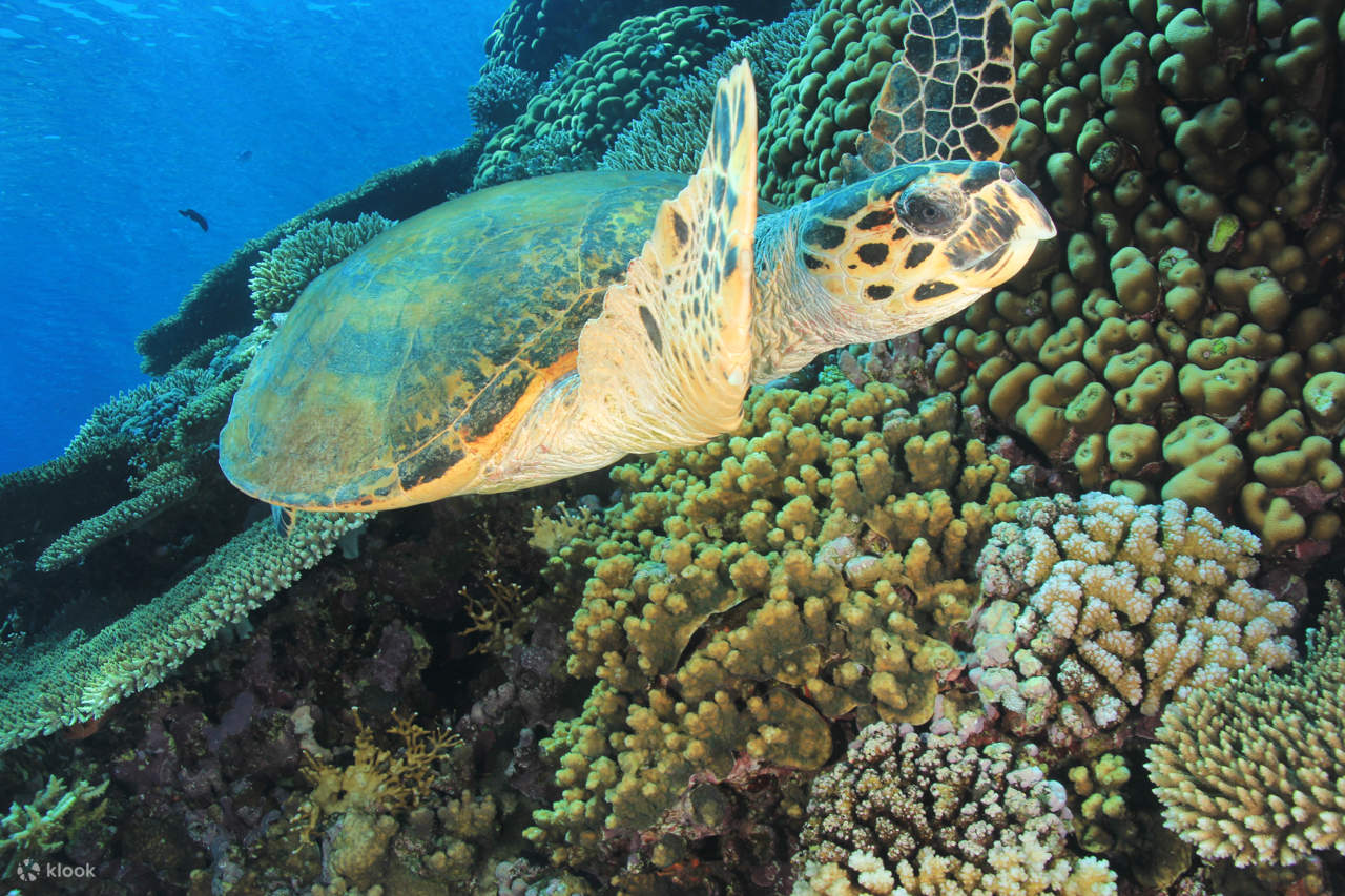 Pengembaraan Menyelam Skuba Profesional dengan Makan Tengah Hari – Sharm El Sheikh