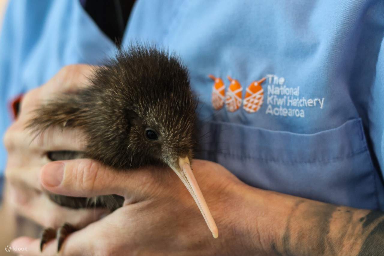 National Kiwi Hatchery - Kiwi Encounter Tour