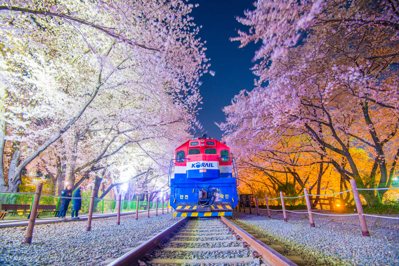 Jinhae Cherry Blossom Festival Klook