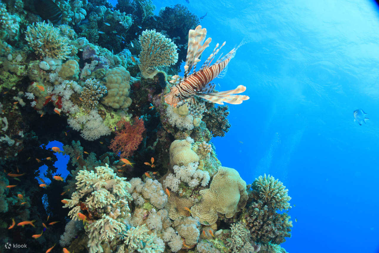 Chuyến Đi Biển Lặn Ngắm Cá Heo Thú Vị & Đưa Đón – Marsa Alam