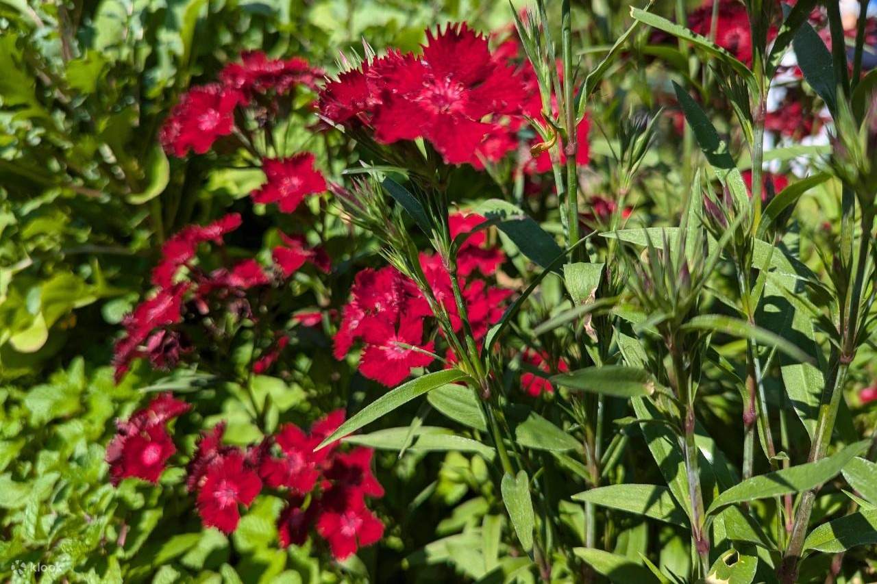 Tropical Gardens Day Tour with Outback Gourmet Meal & Sightseeing