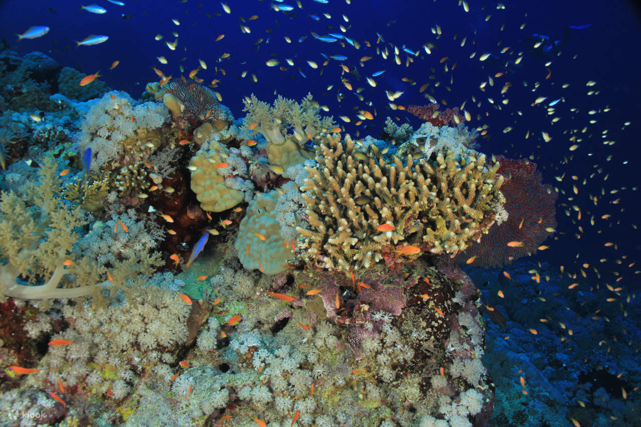 Pengembaraan Menyelam Skuba Profesional dengan Makan Tengah Hari – Sharm El Sheikh