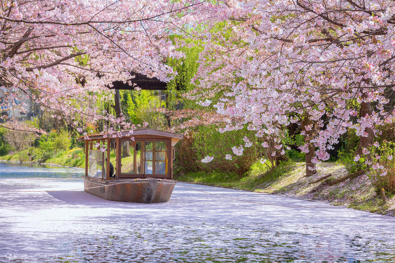 桜の季節限定 - 京都伏見稲荷大社・天尺舟下り、裏土手、七子川