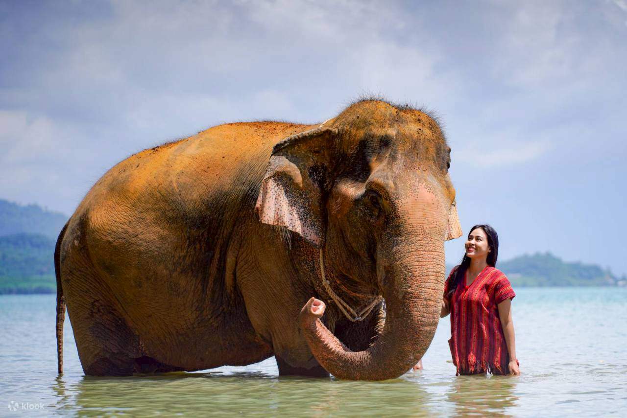 Trải nghiệm với voi và bãi biển tại Phuket Siray Elephant Care Camp