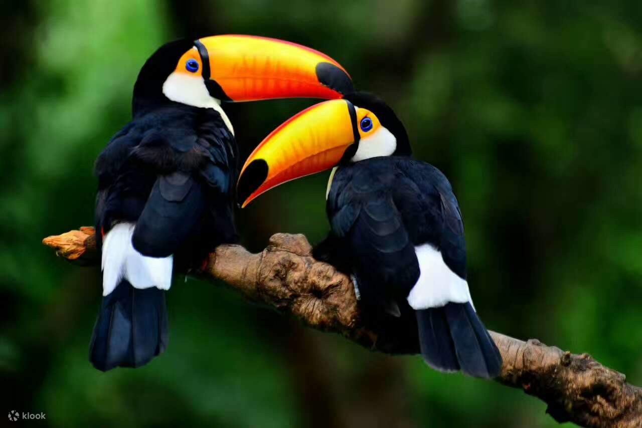 Chimelong Bird Paradise de Guangzhou