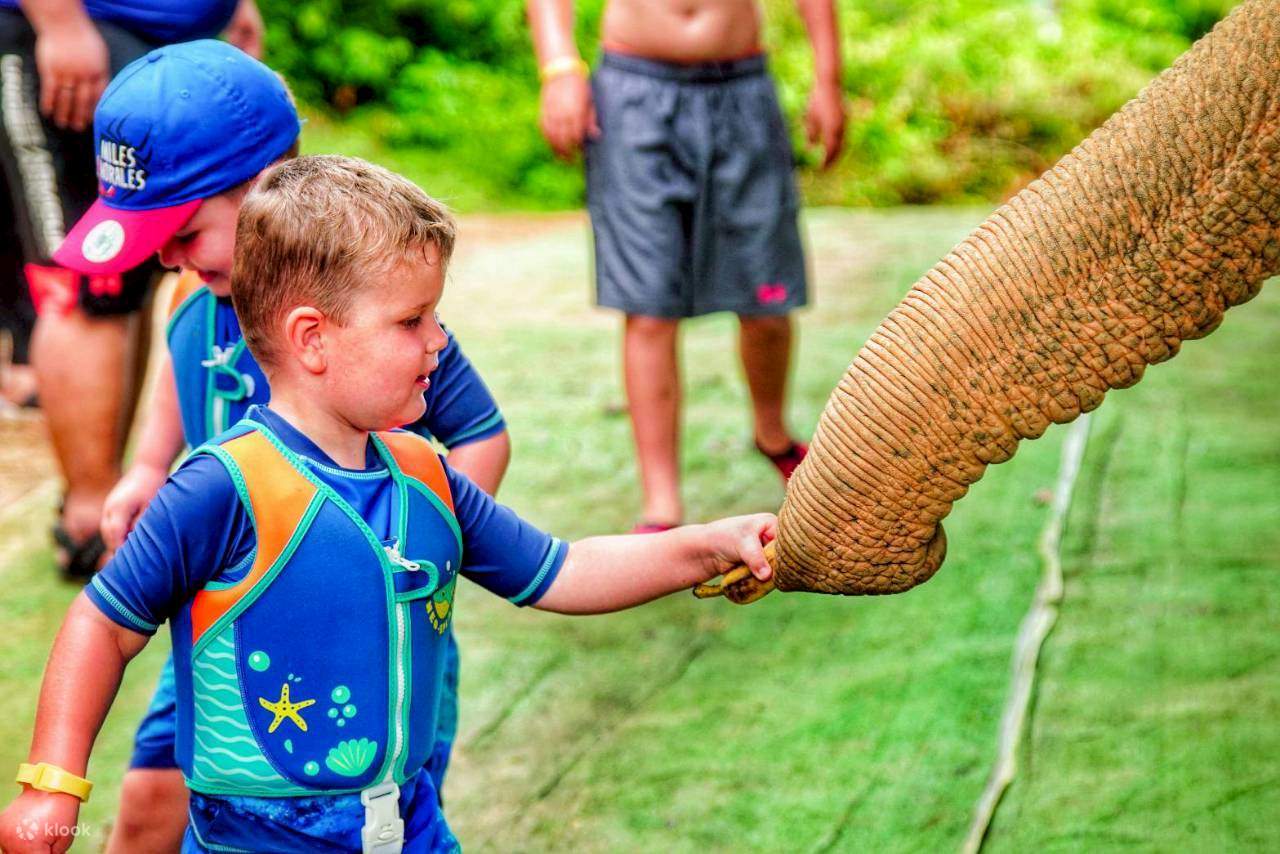 Trải nghiệm với voi và bãi biển tại Phuket Siray Elephant Care Camp