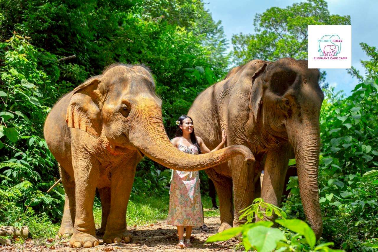 Trải nghiệm với voi và bãi biển tại Phuket Siray Elephant Care Camp