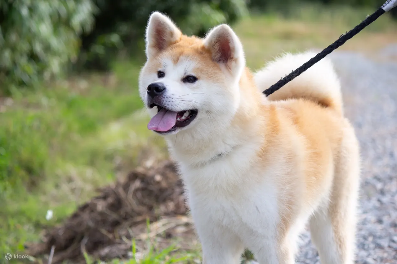 在秋田与秋田犬互动 Klook客路