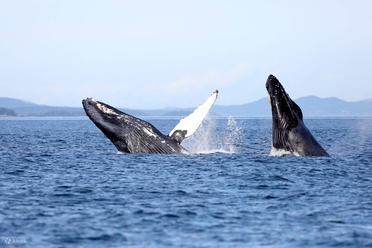 Kagumi ikan paus yang menakjubkan di Victoria