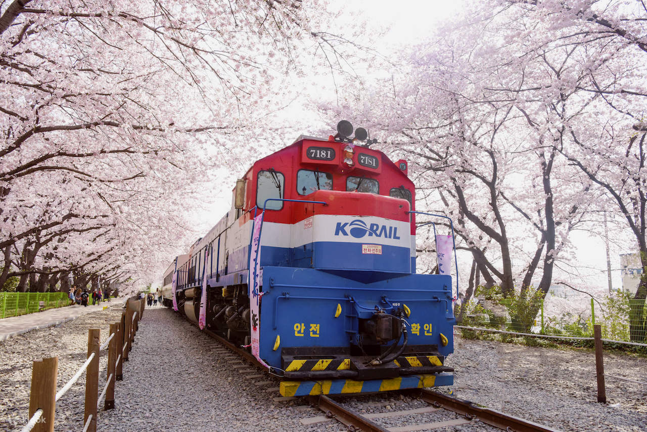 Jinhae Cherry Blossom Festival Tour from Busan, Korea Klook United