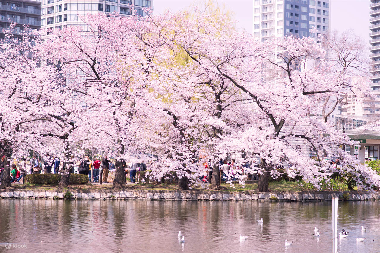 桜の季節限定 | 花の香りと桜の魅力を満喫する東京の桜の名所を
