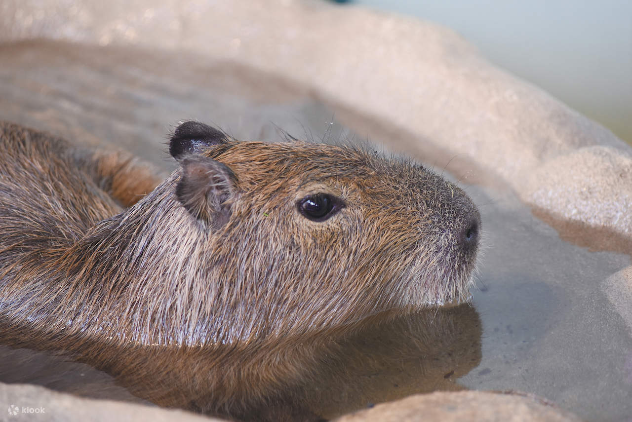 Vé Thủy Cung Enoshima ở Fujisawa