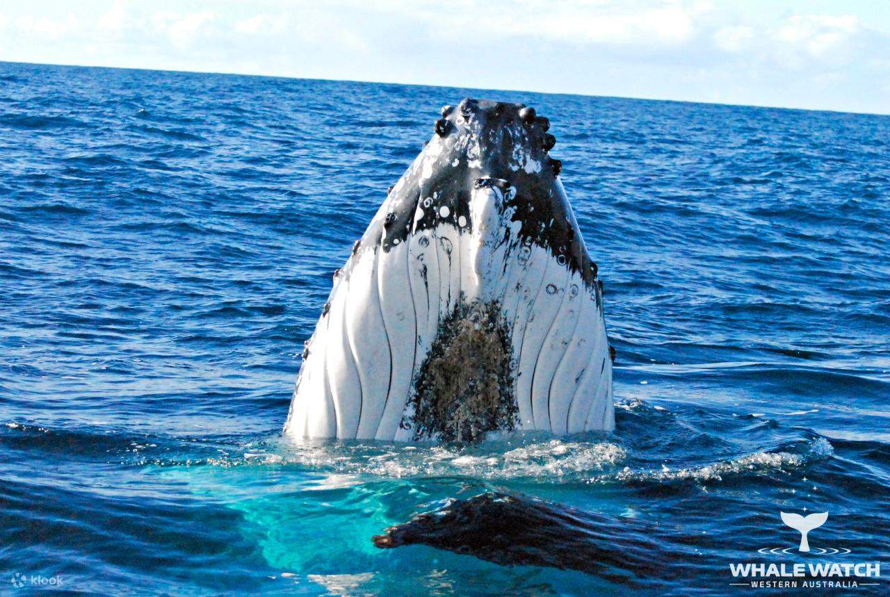Whale Watching Experience from Perth, Western Australia, Australia Klook Singapore