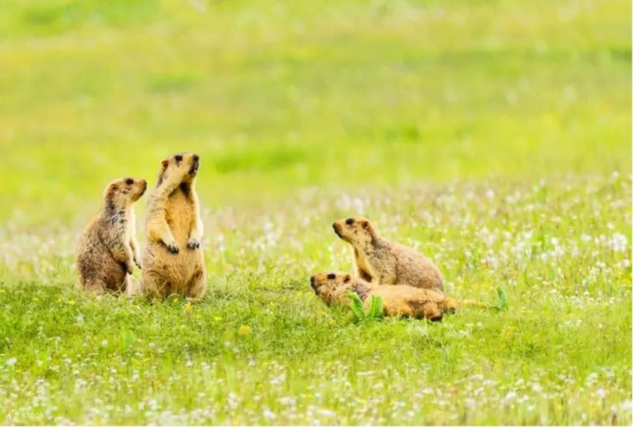 7-Day/6-Night Private Tour of Inner Mongolia's Traverse Grassland ...