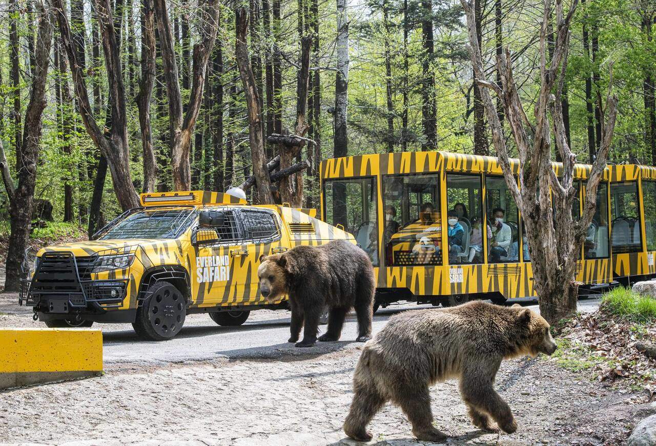 Suba al Safari Tram y acérquese a majestuosos leones, poderosos tigres e imponentes osos mientras deambulan libremente en su hábitat natural.