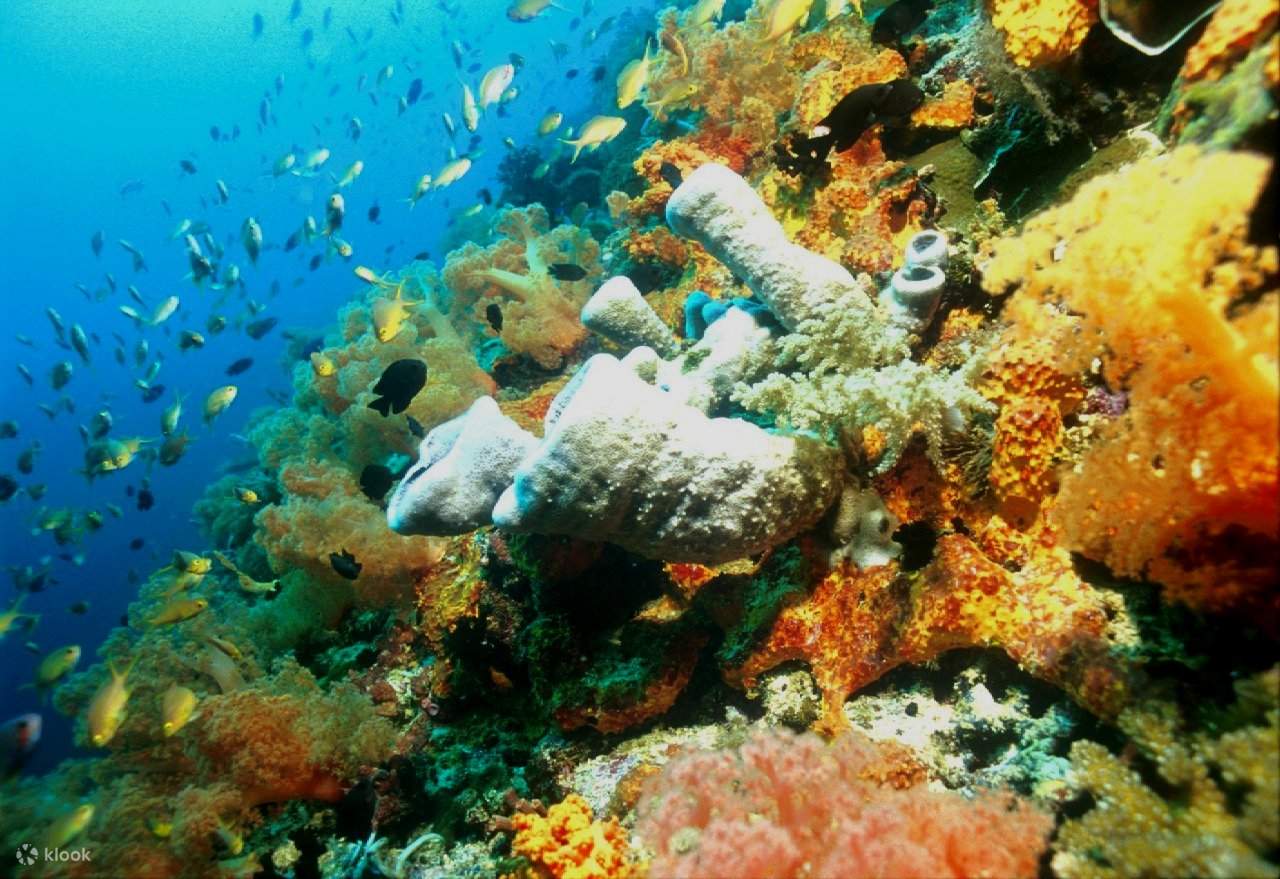 精彩的莫阿爾博阿爾礁石5次潛水方案